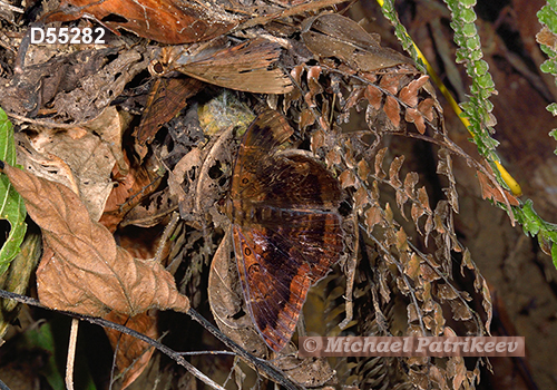 Letis mycerina (Erebidae)